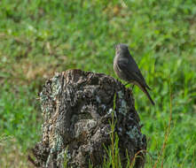 Image of Black Redstart