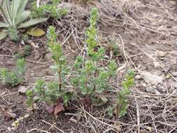 Image of Dillenius' speedwell