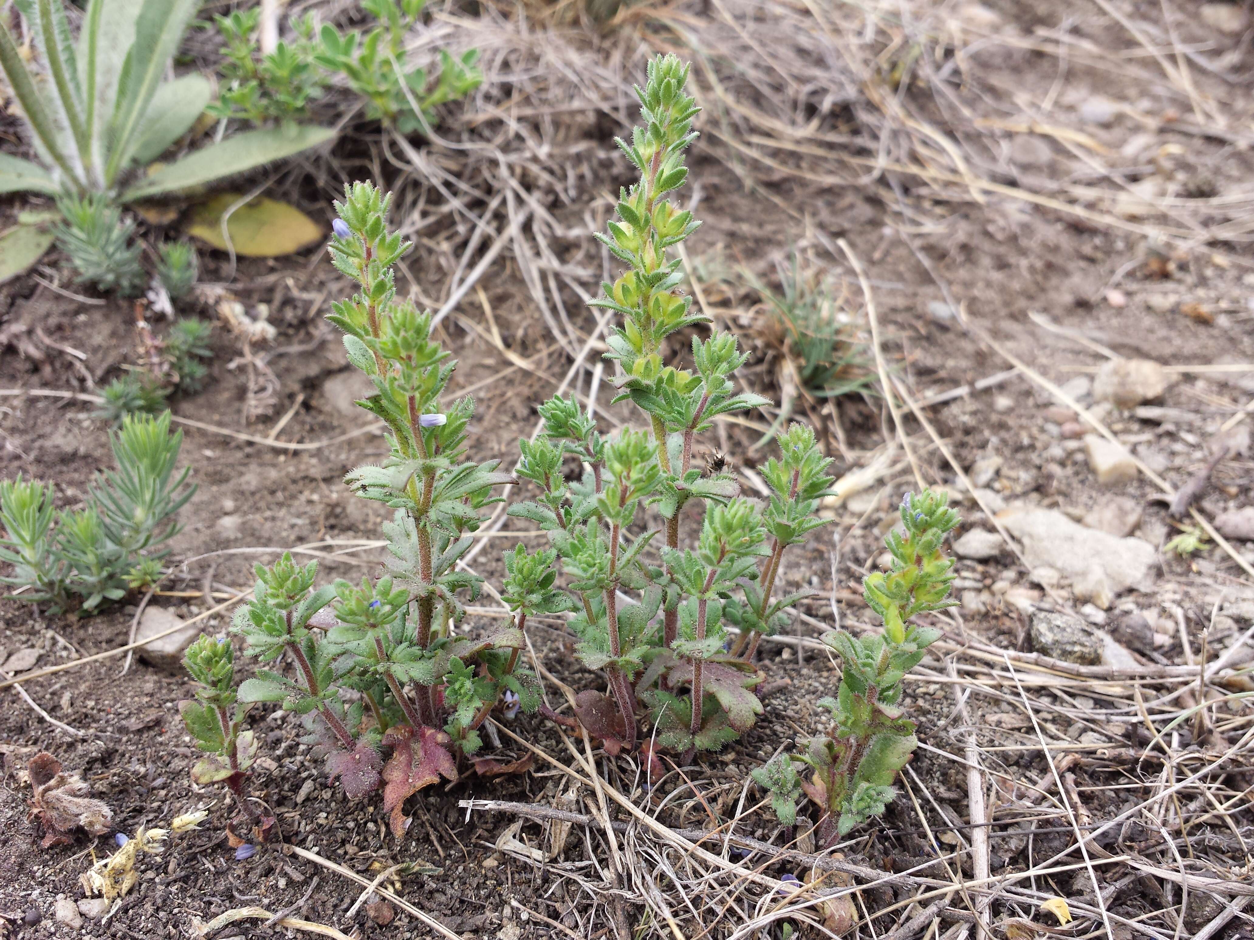 Image of Dillenius' speedwell