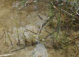 Image of lakeshore bulrush