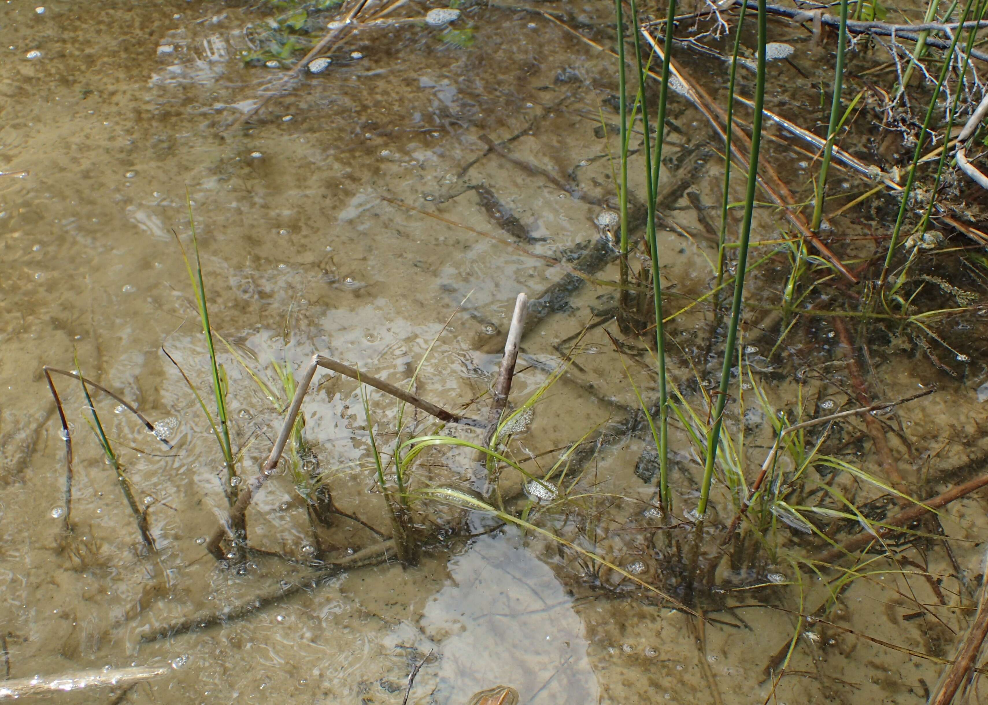 Image of lakeshore bulrush