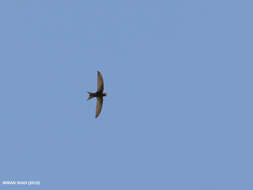 Image of swift, common swift