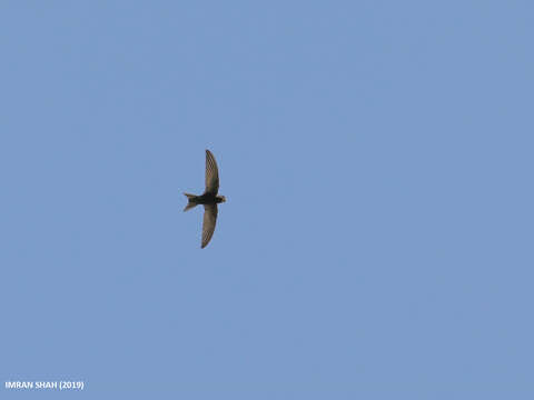 Image of swift, common swift