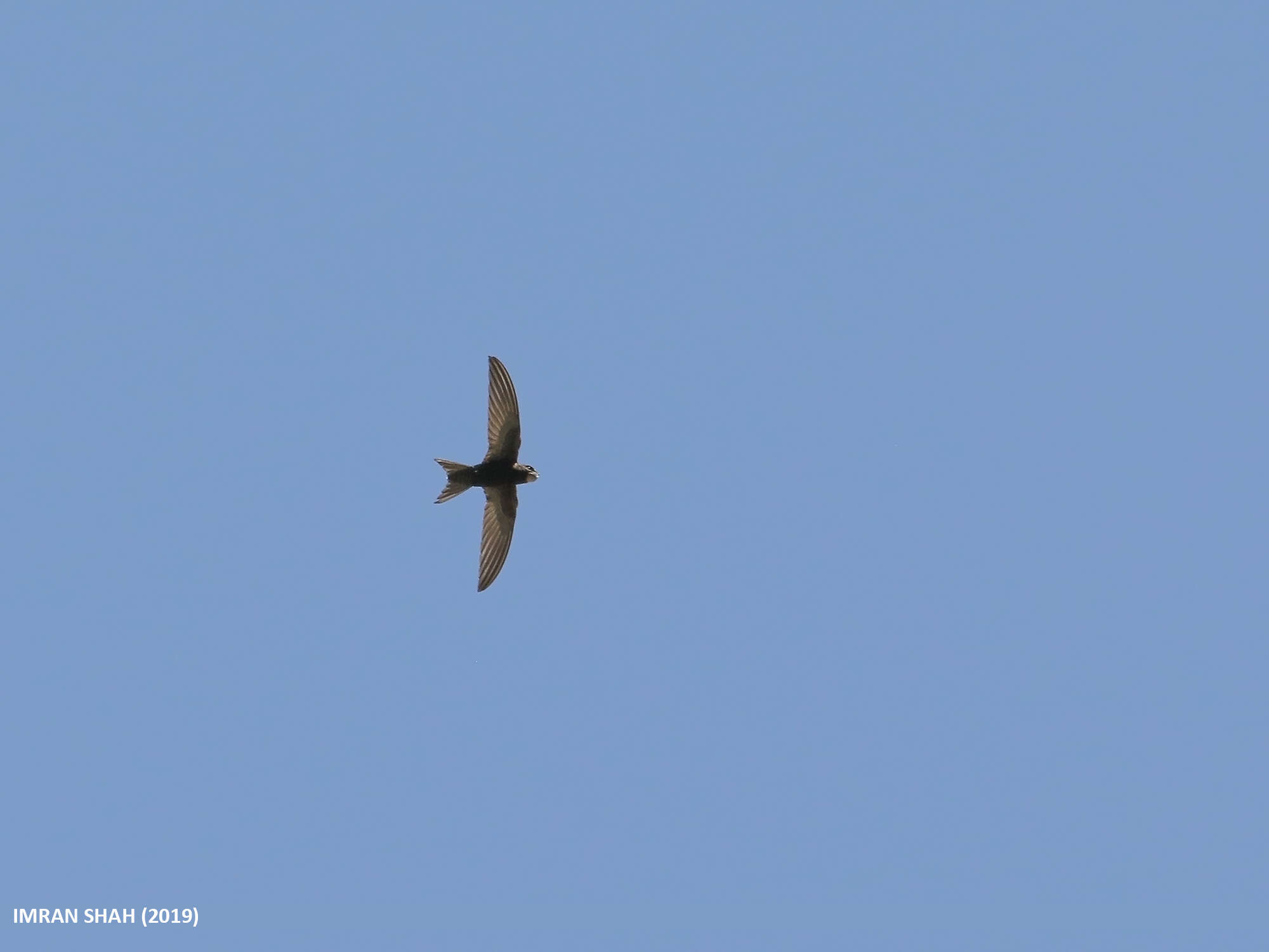 Image of swift, common swift