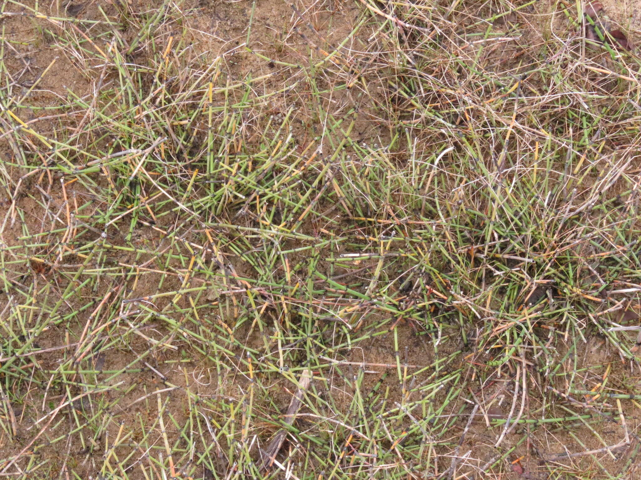 Image of variegated horsetail