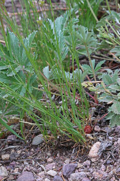 Image of Ballhead Sandwort