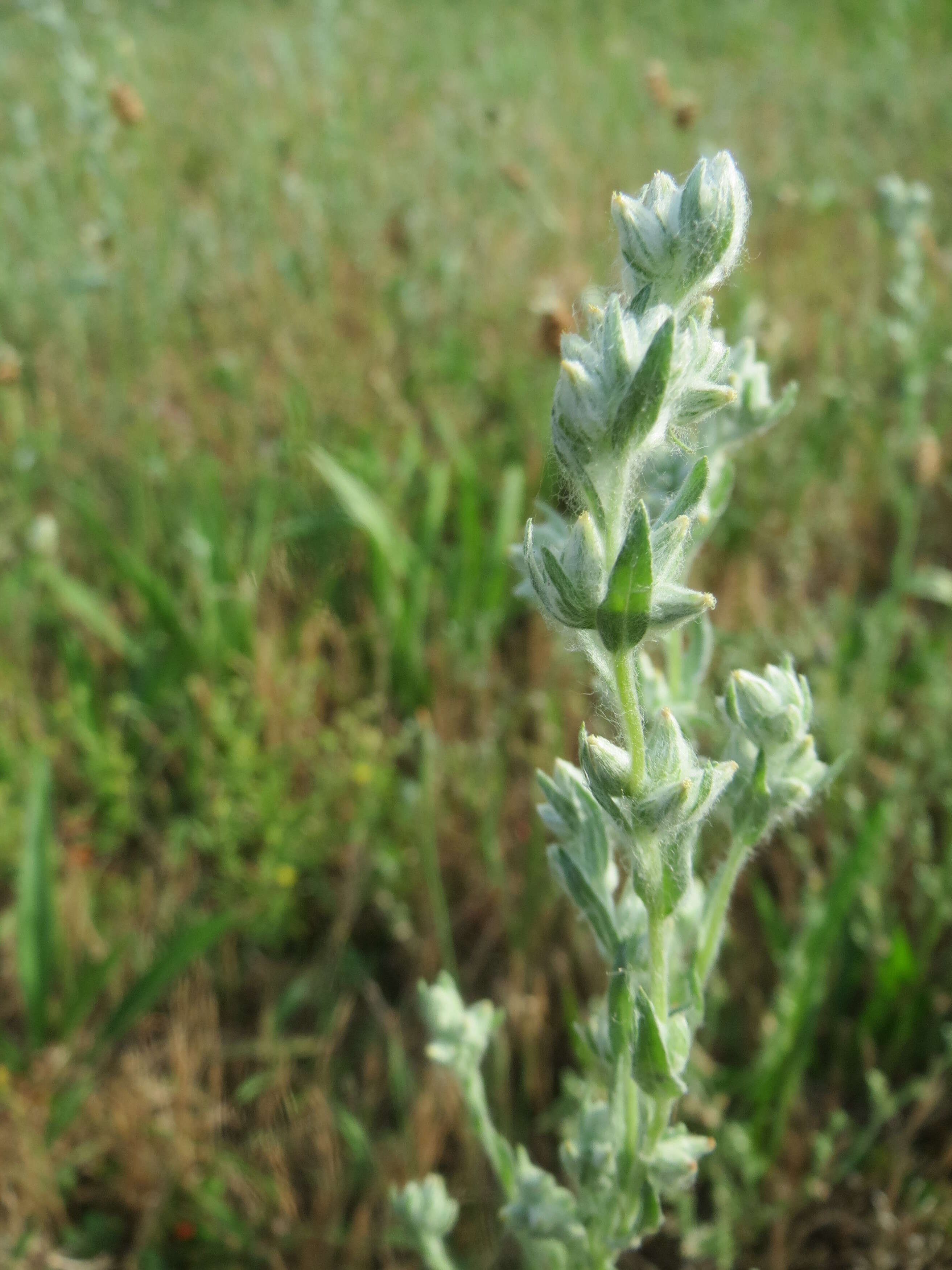 Image of field cudweed