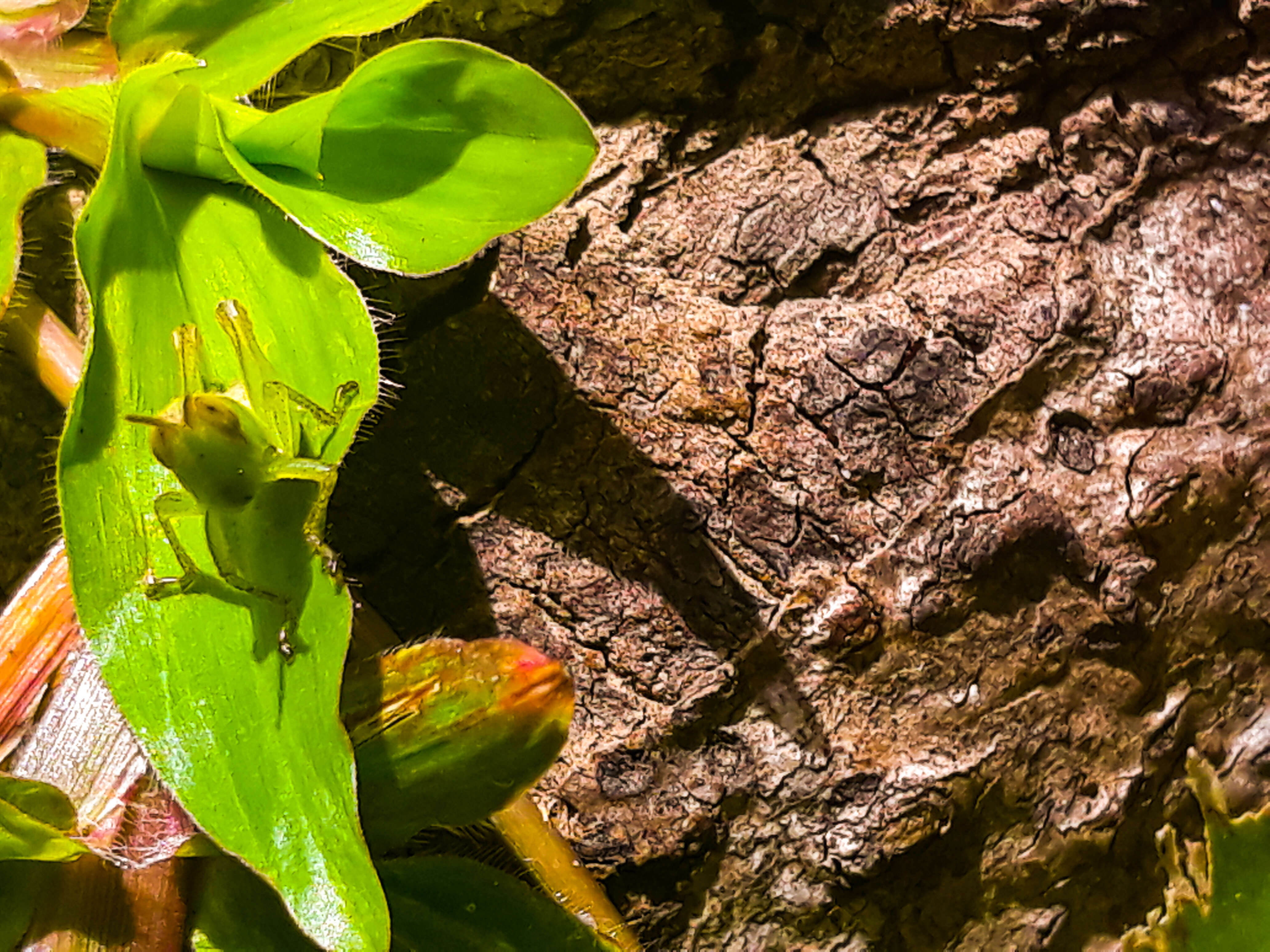 Image of Common green grasshopper