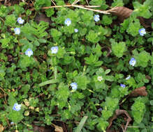 Image of birdeye speedwell