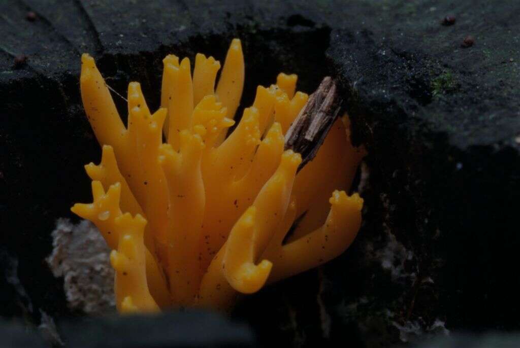 Imagem de Calocera viscosa (Pers.) Fr. 1821