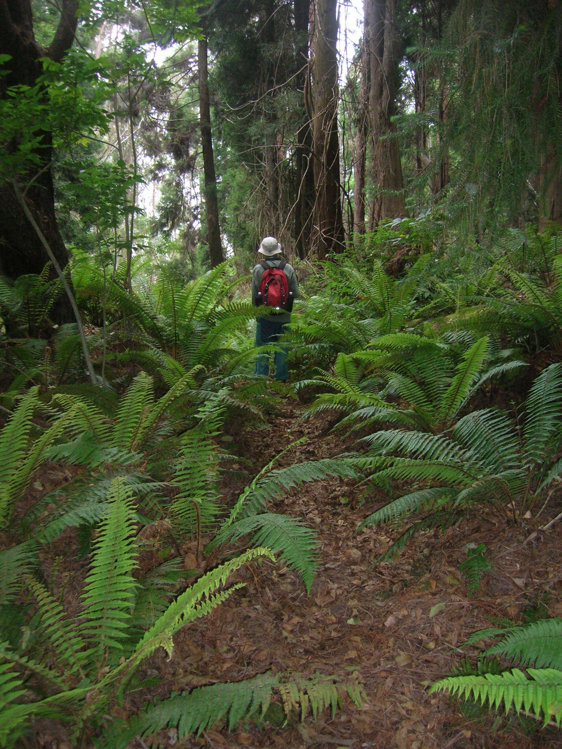 Image of alpine woodfern