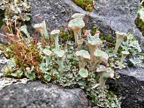 Image of cup lichen