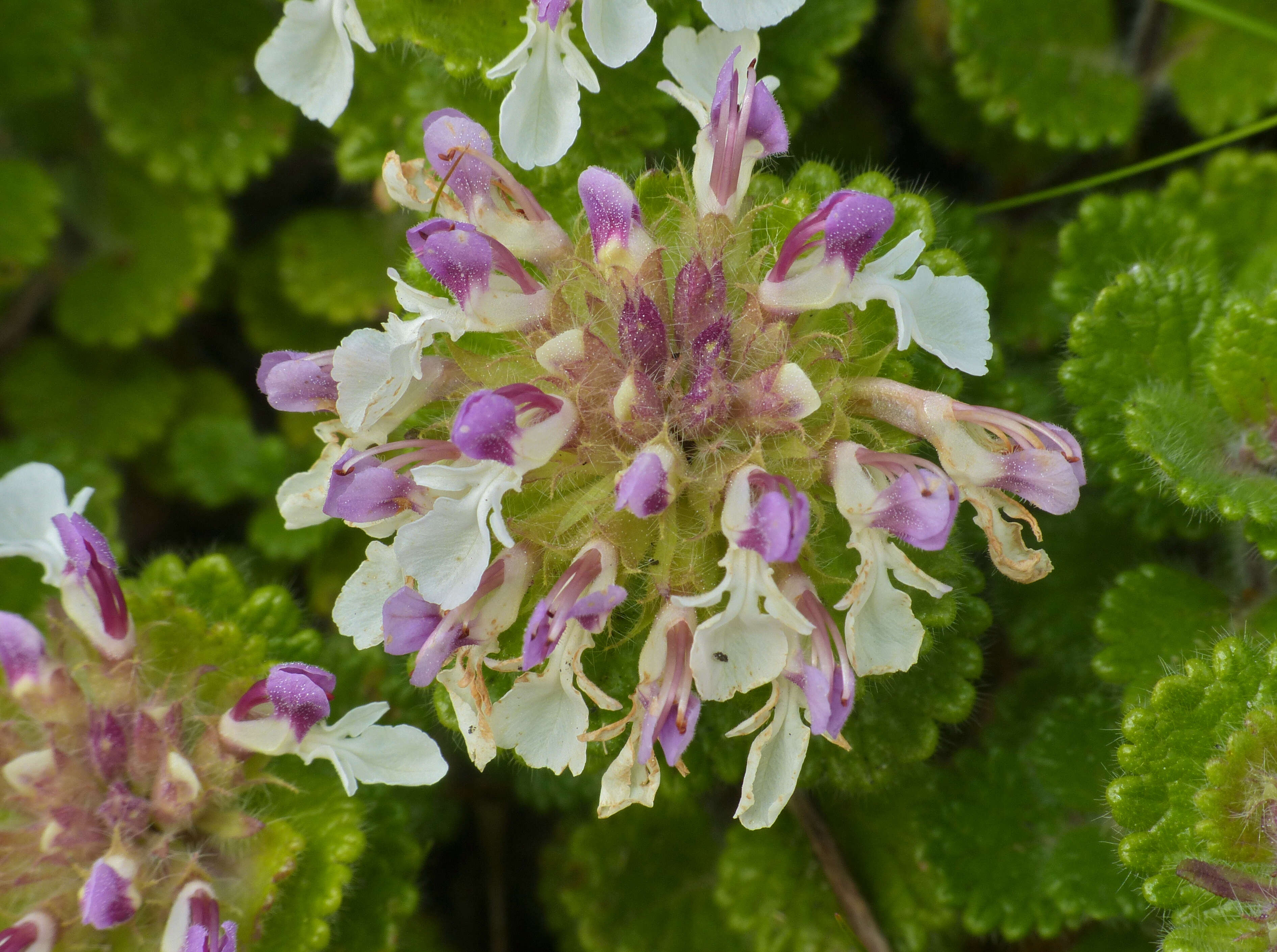 Слика од Teucrium pyrenaicum L.