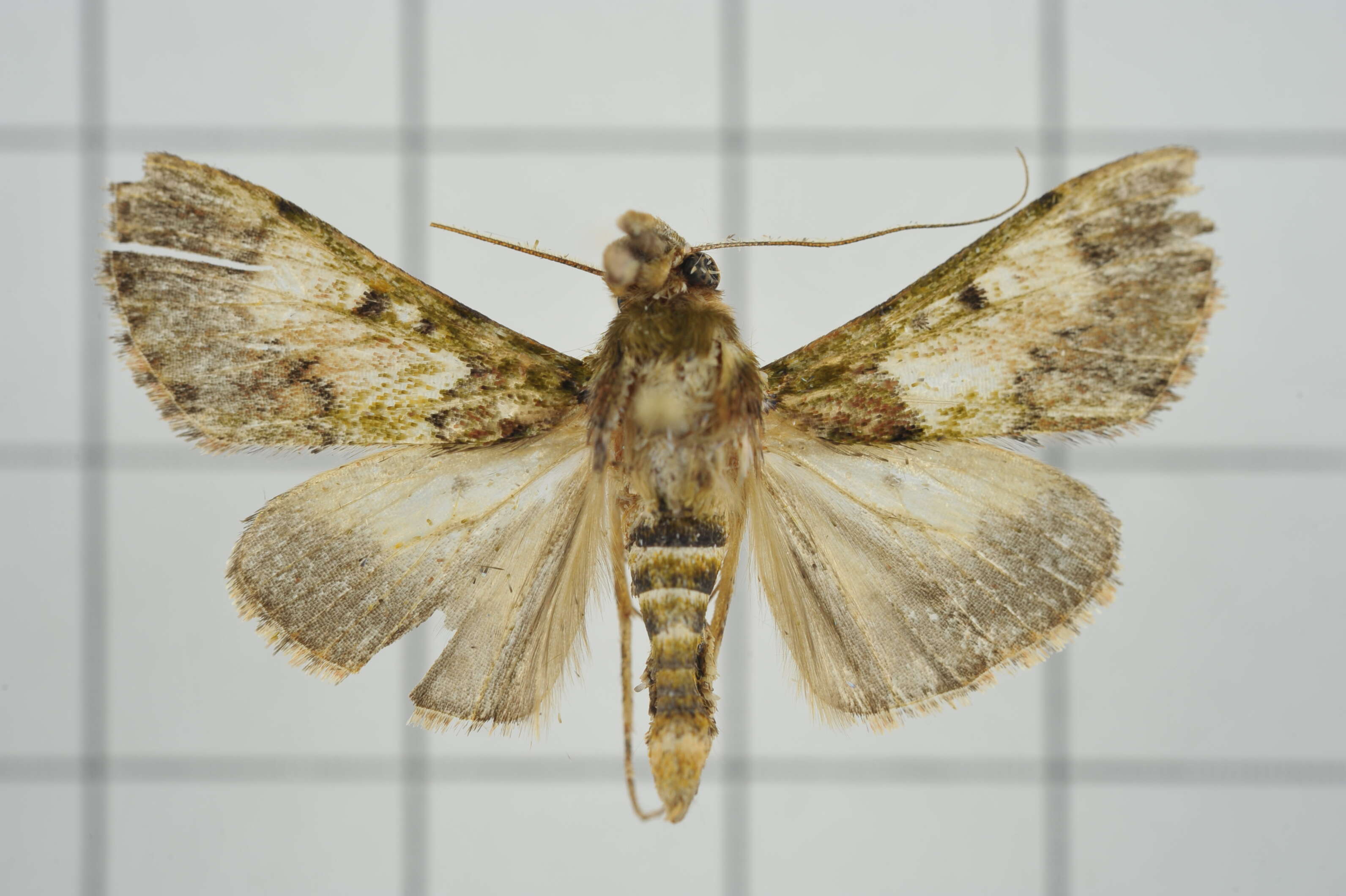 Image of Teliphasa nubilosa Moore