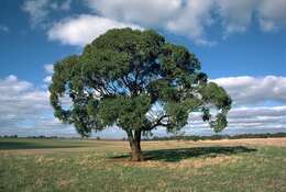 Image of Eucalyptus odorata Behr