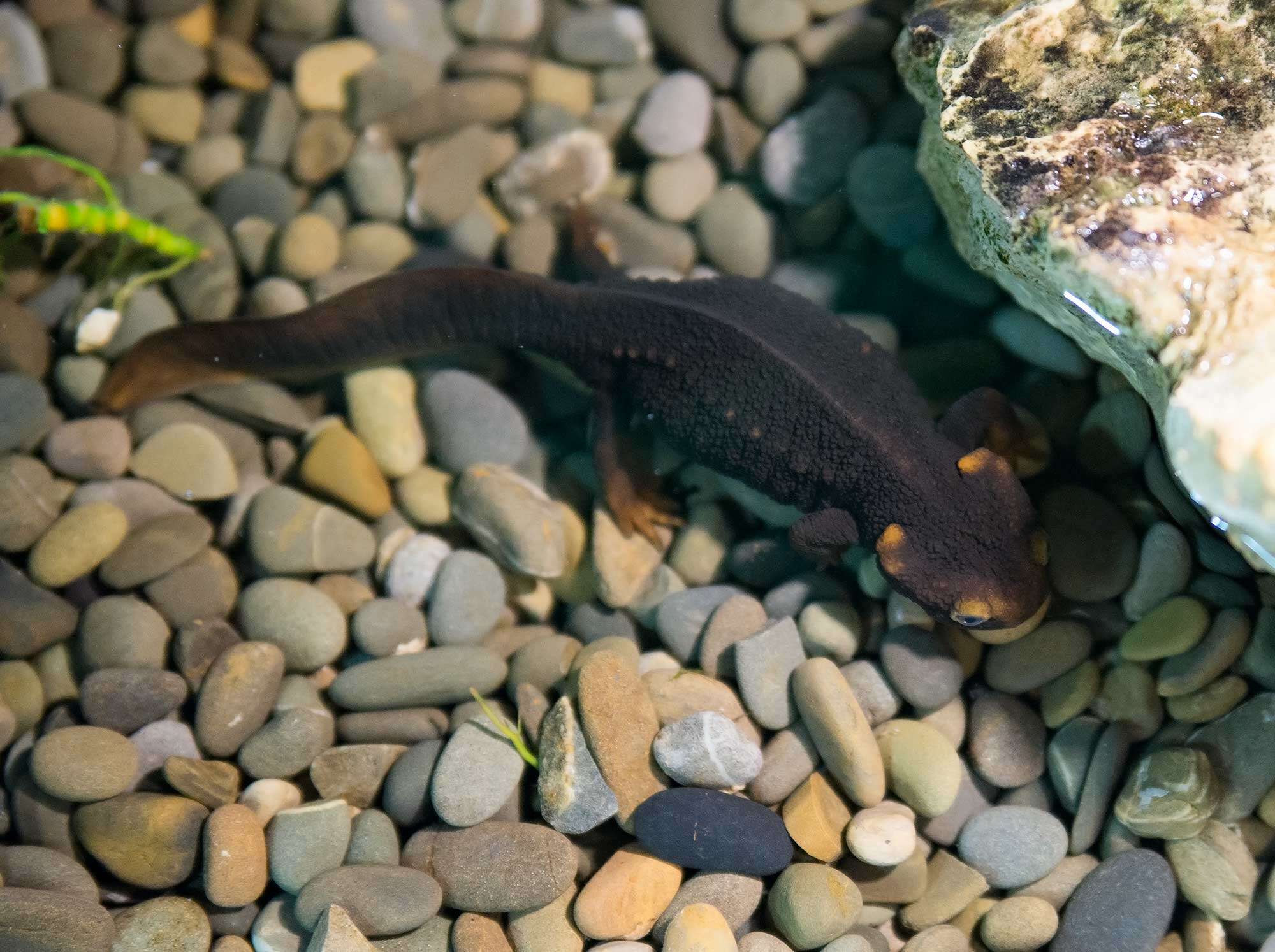 Image of Crocodile Newt