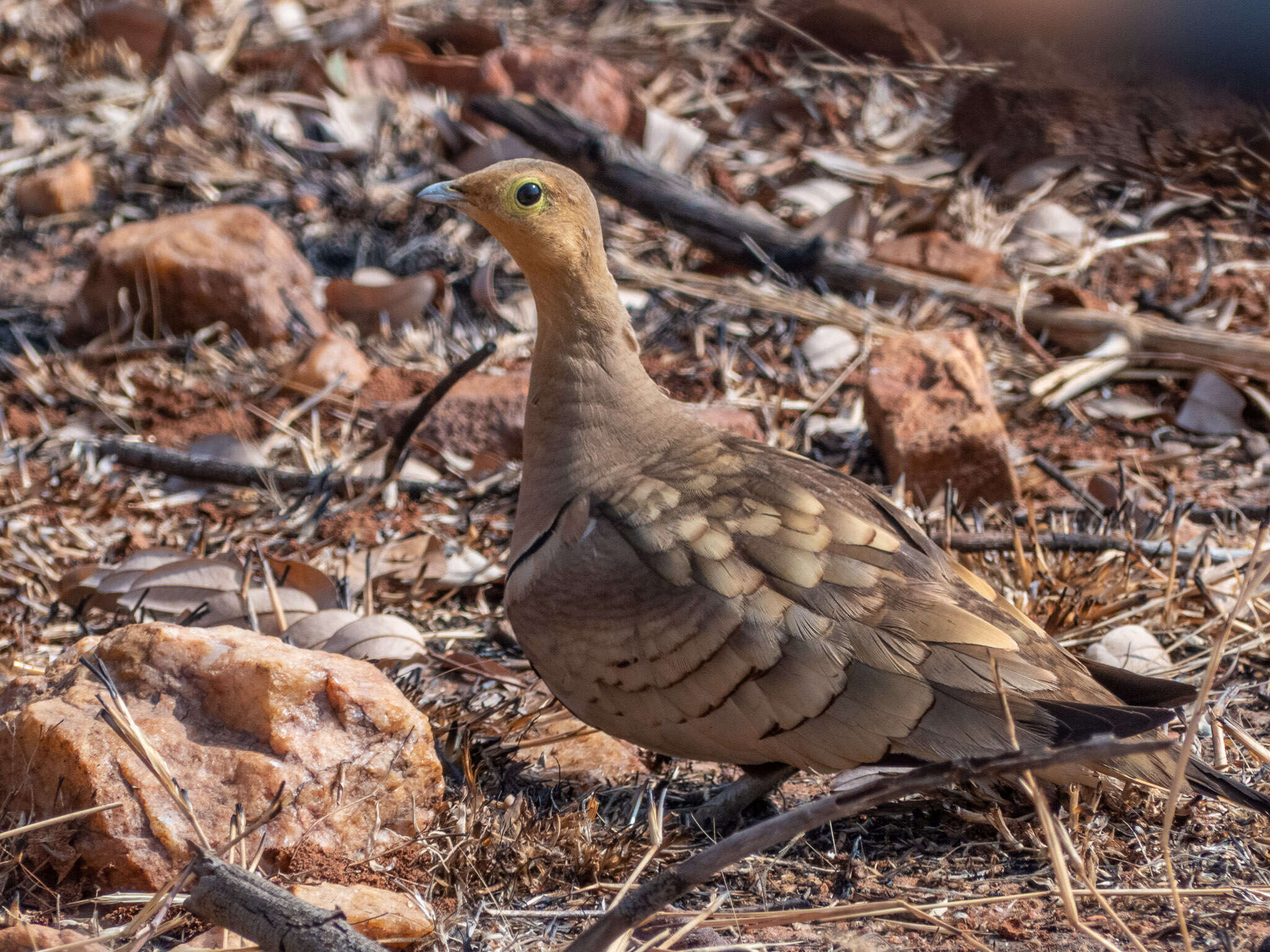 Image of Chestnut-bellied Sandgrouse