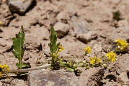 Image of bluntleaf yellowcress