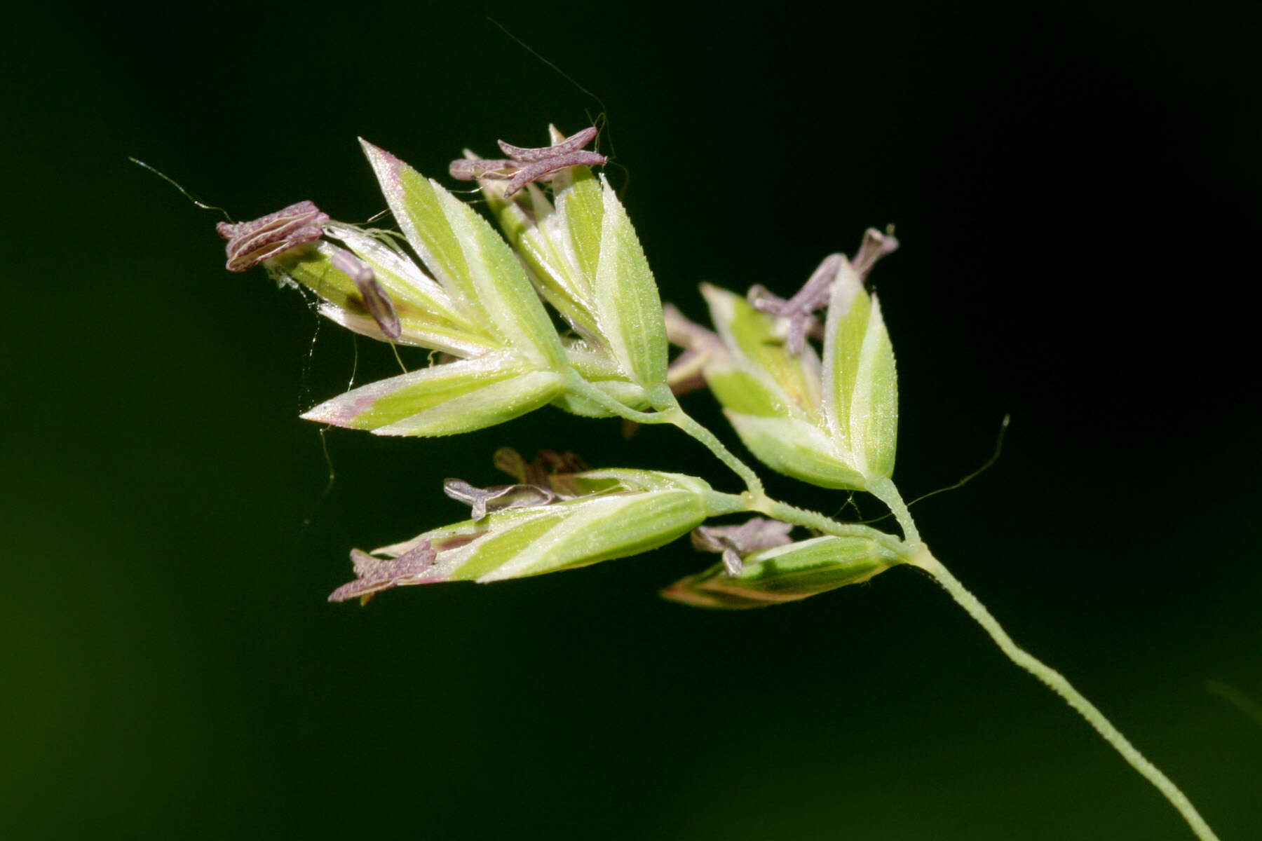 Image of Smooth Meadow-grass