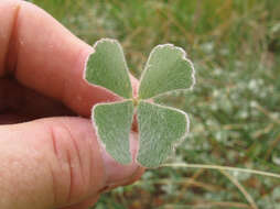 Plancia ëd Marsilea drummondii A. Br.