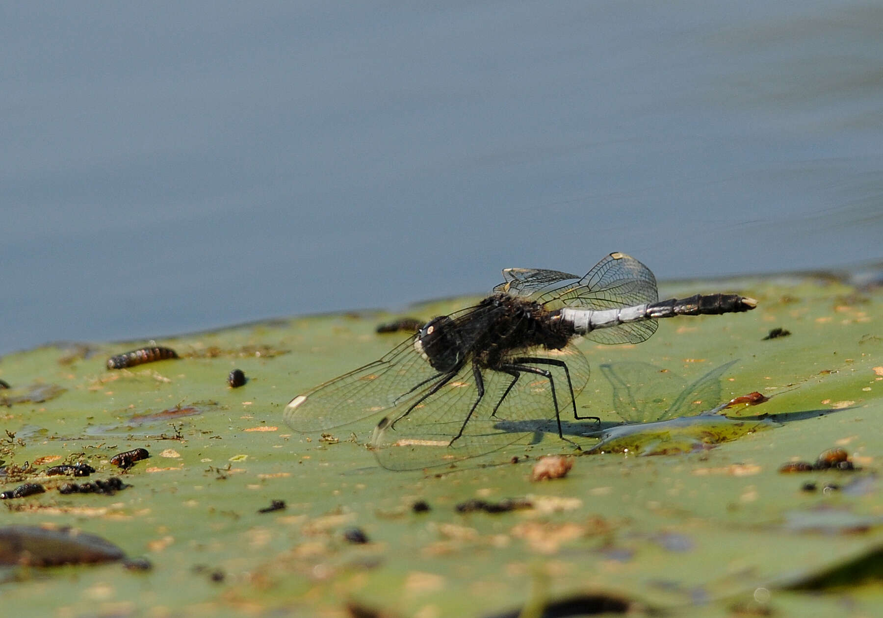 Leucorrhinia caudalis (Charpentier 1840) resmi