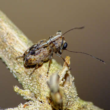 Image of fungus weevils