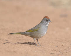 Слика од Pipilo chlorurus (Audubon 1839)