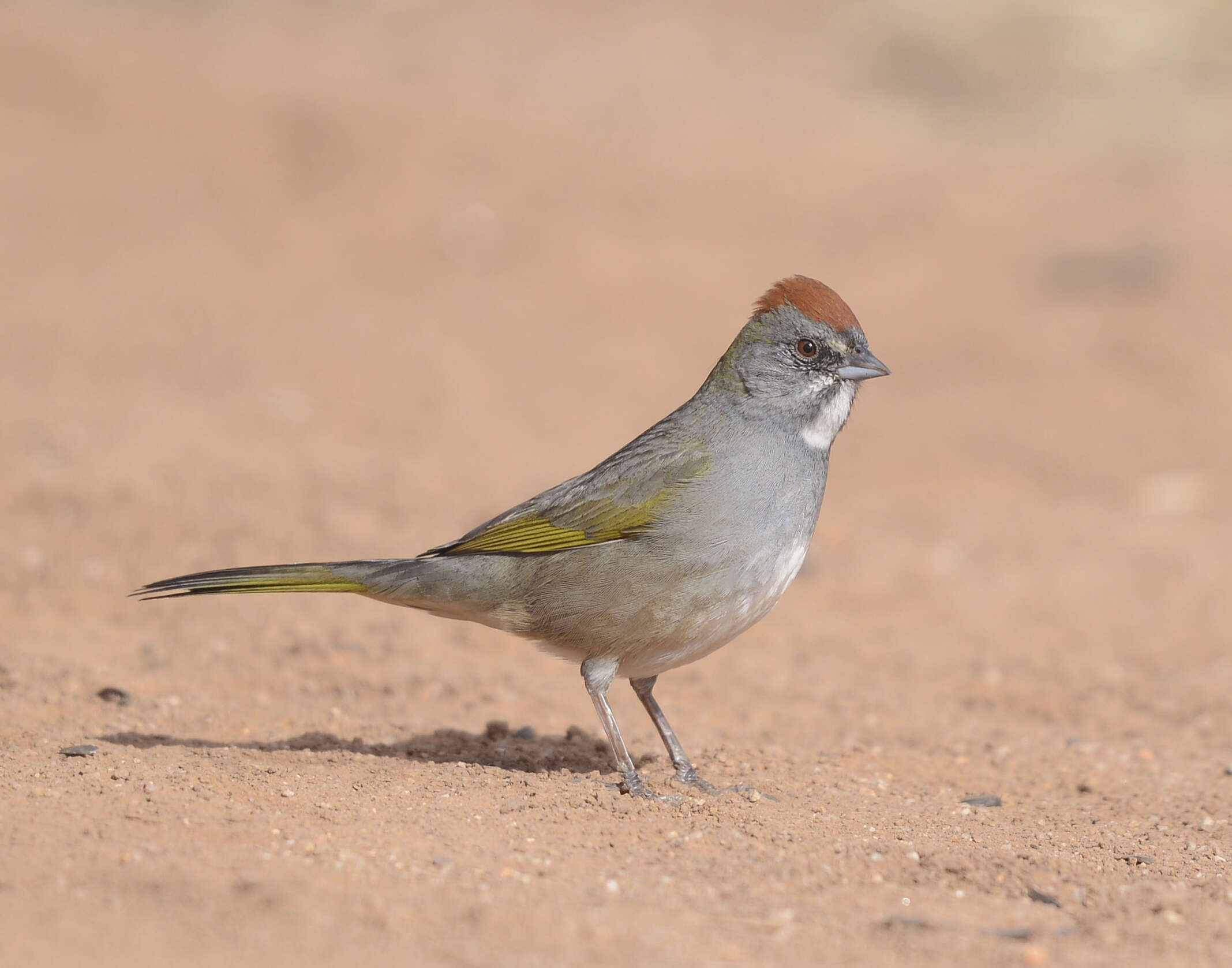 Слика од Pipilo chlorurus (Audubon 1839)