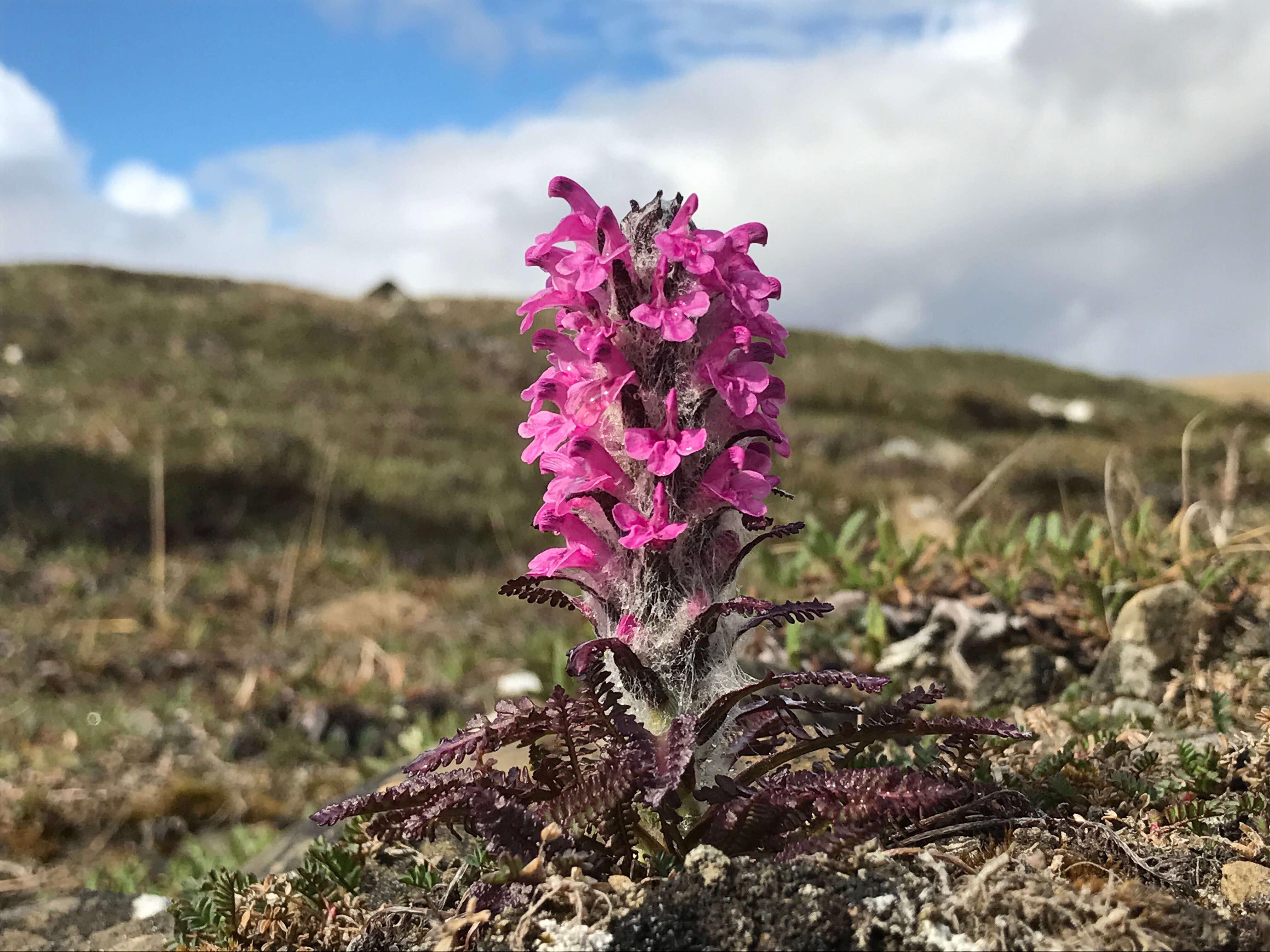 Image of Lousewort