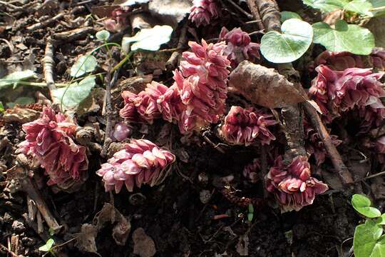 Image of common toothwort