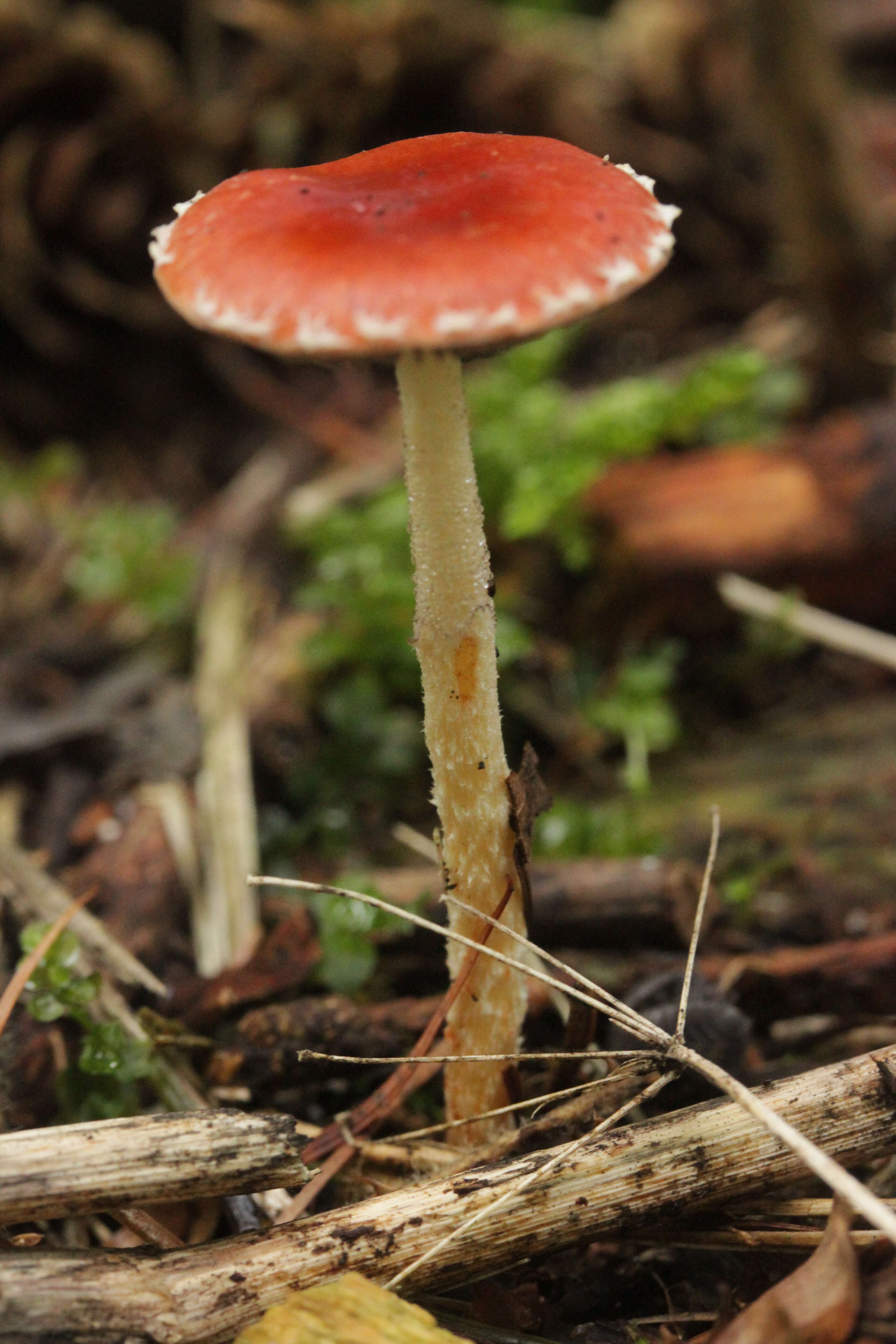 Image of Leratiomyces ceres (Cooke & Massee) Spooner & Bridge 2008