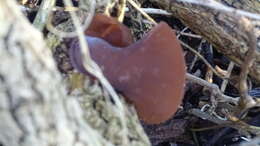 Image of ear fungus