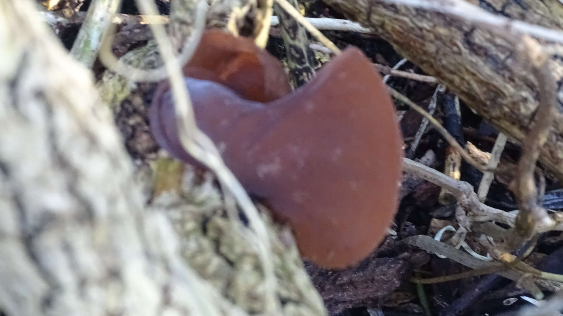 Image of ear fungus