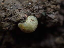 Image of hedgehog slug