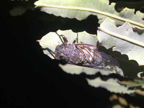 Image of Cicadas, Leafhoppers, and Treehoppers