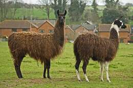 Image of llama