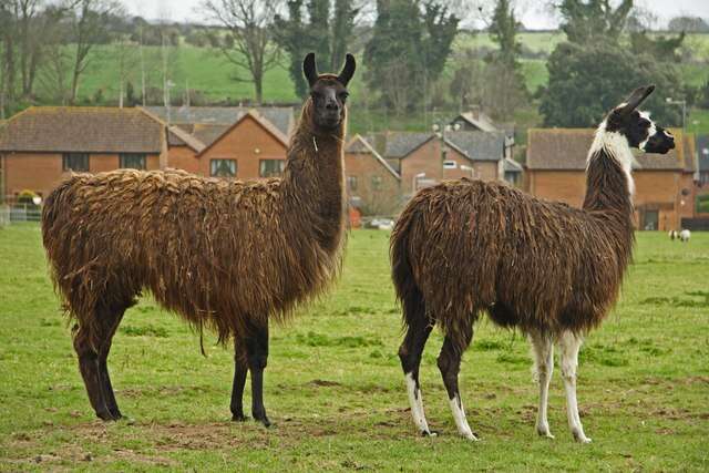 Image of llama