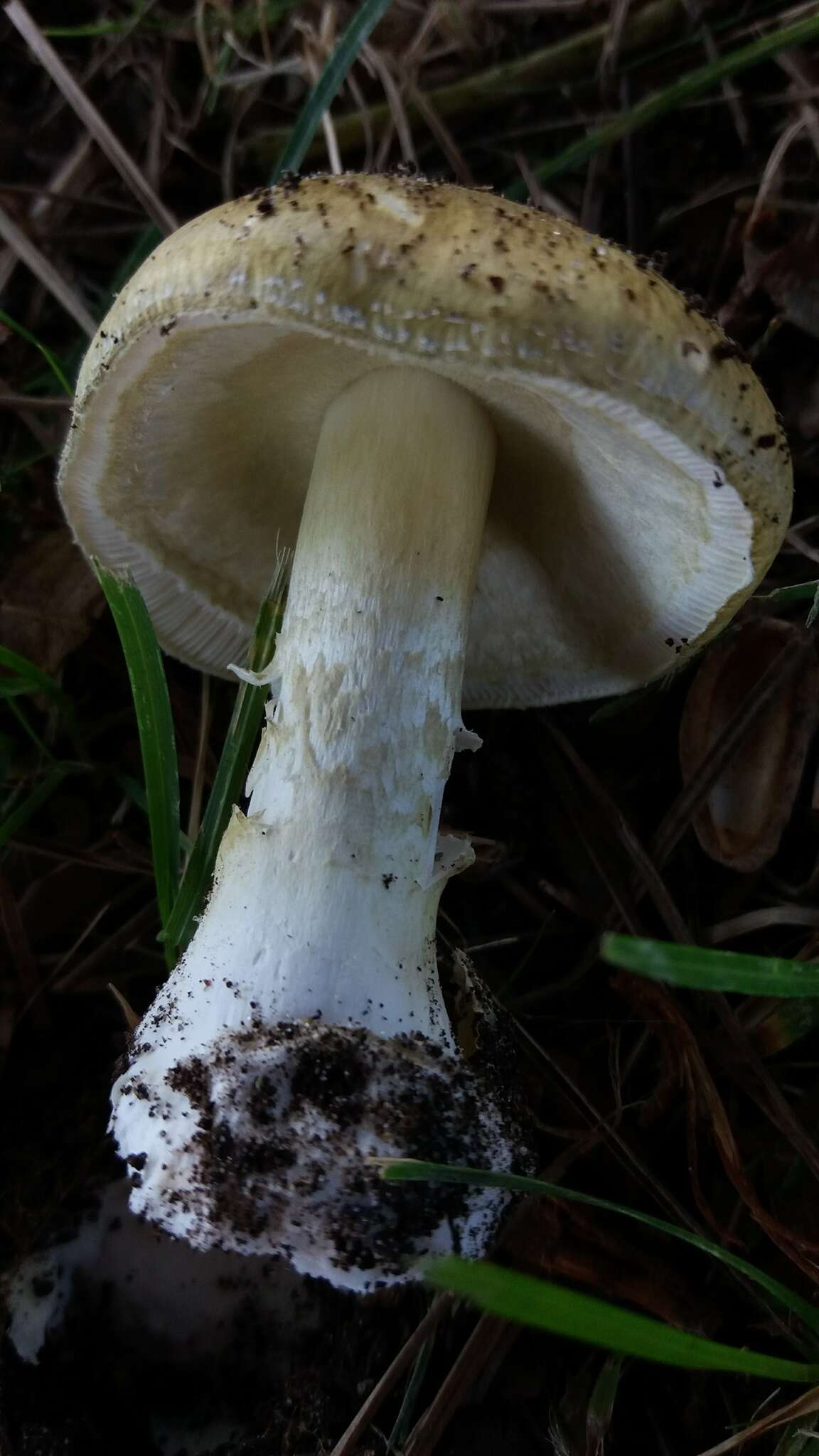 Image of Death cap