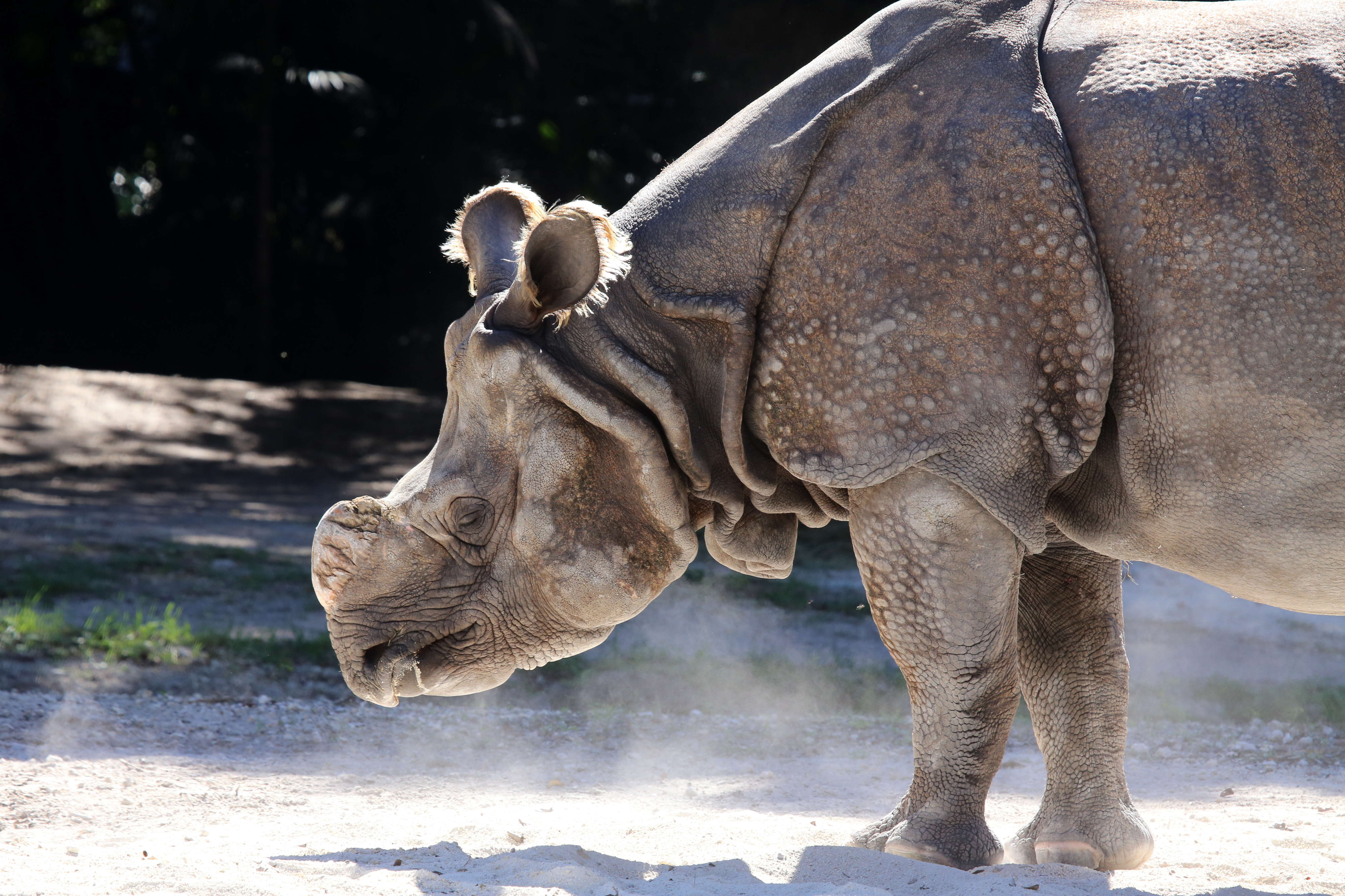 Image of Indian Rhinoceros