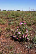 Image of Ground bells