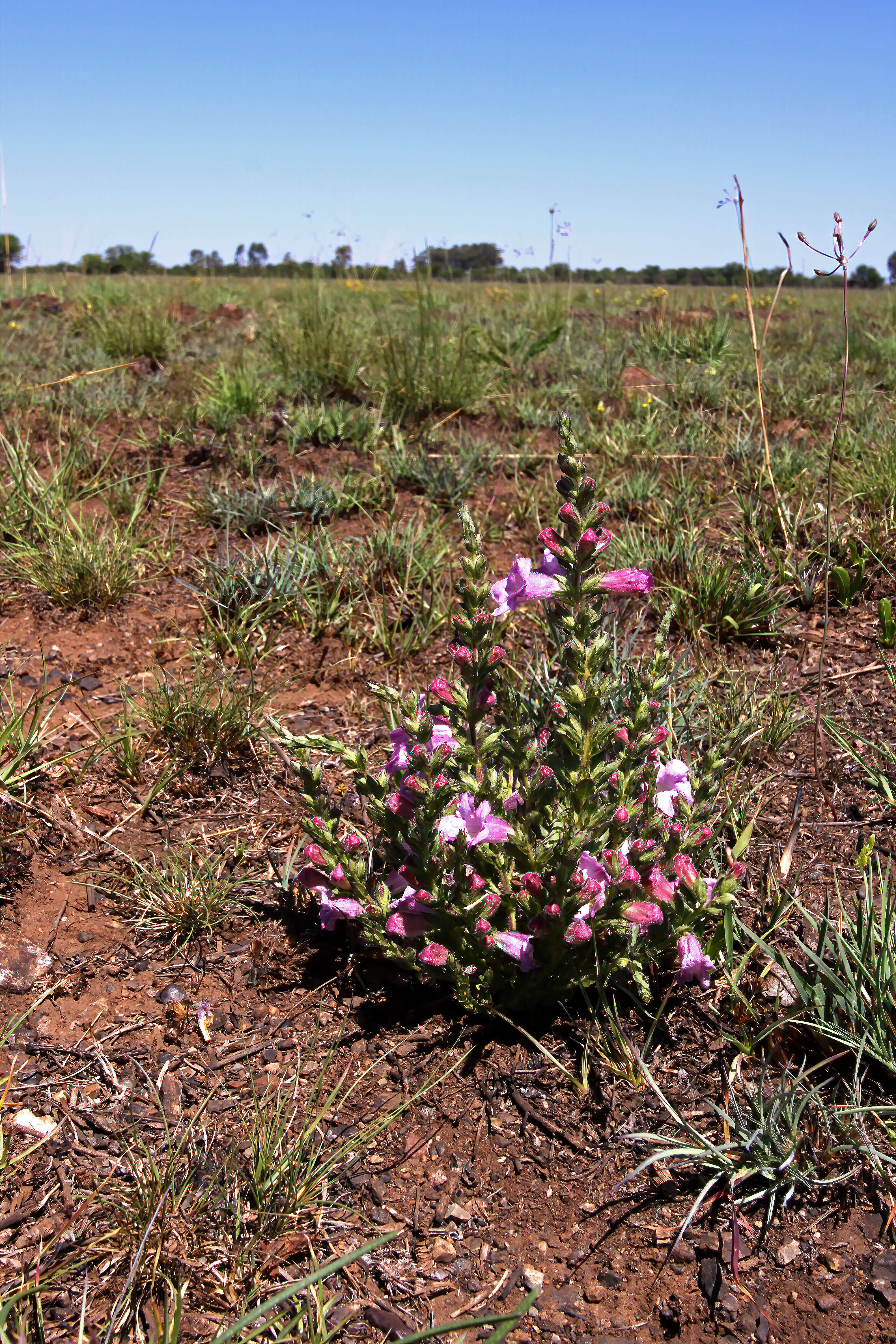 Image of Ground bells