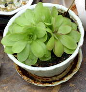 Sivun Pinguicula laueana F. Speta & F. Fuchs kuva