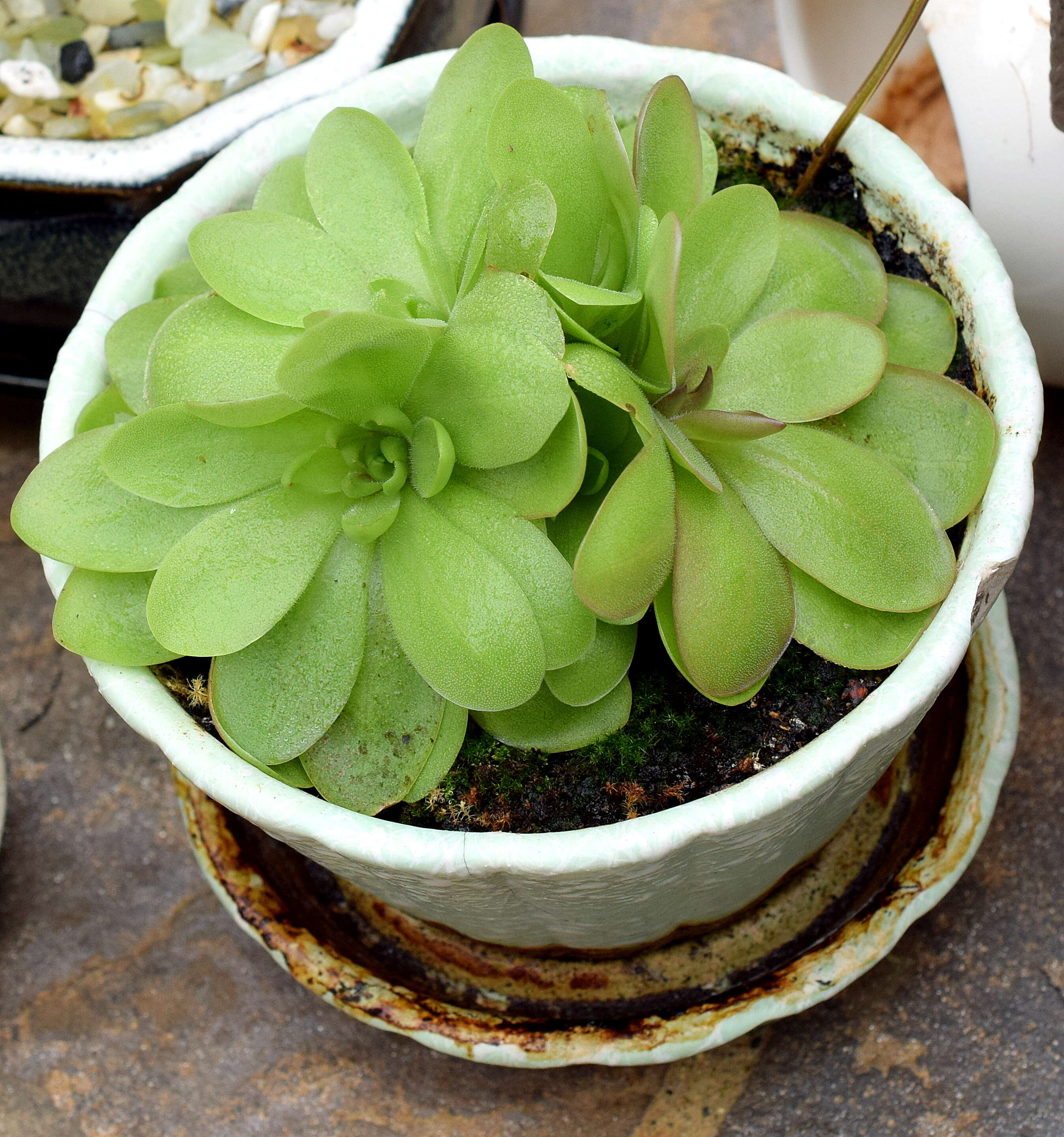 Sivun Pinguicula laueana F. Speta & F. Fuchs kuva