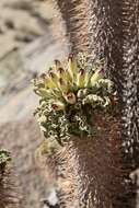 Image of Pachypodium namaquanum (Wyley ex Harv.) Welw.