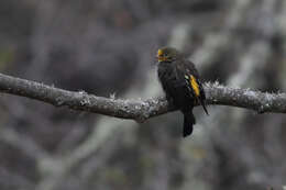 Image of Yellow-rumped Honeyguide