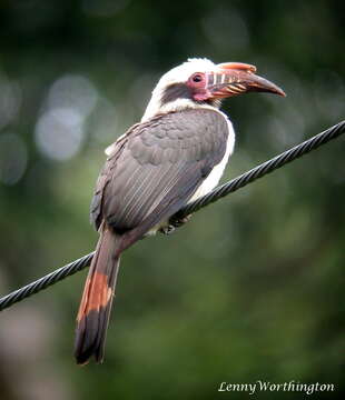 Image of Luzon Hornbill