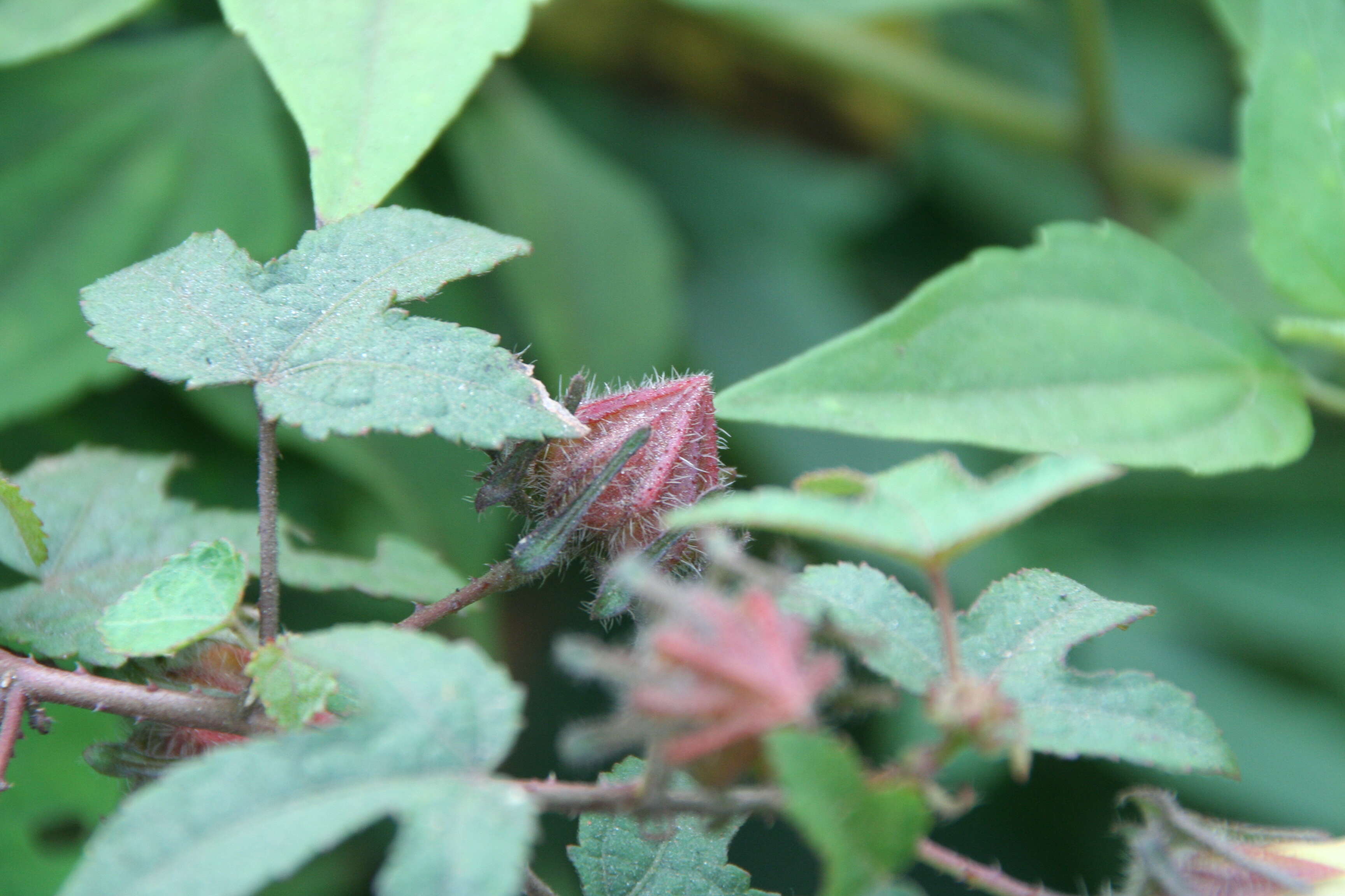 Sivun Hibiscus furcatus Roxb. kuva