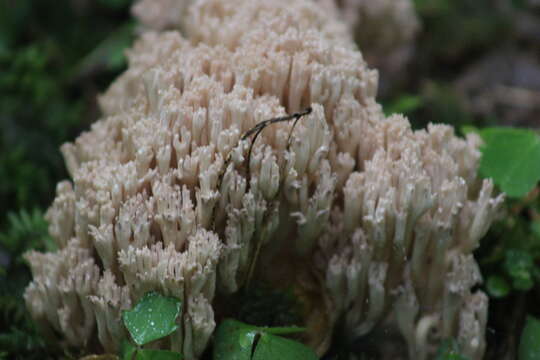 Слика од Ramaria pallida (Schaeff.) Ricken 1920