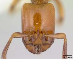 Imagem de Centromyrmex secutor