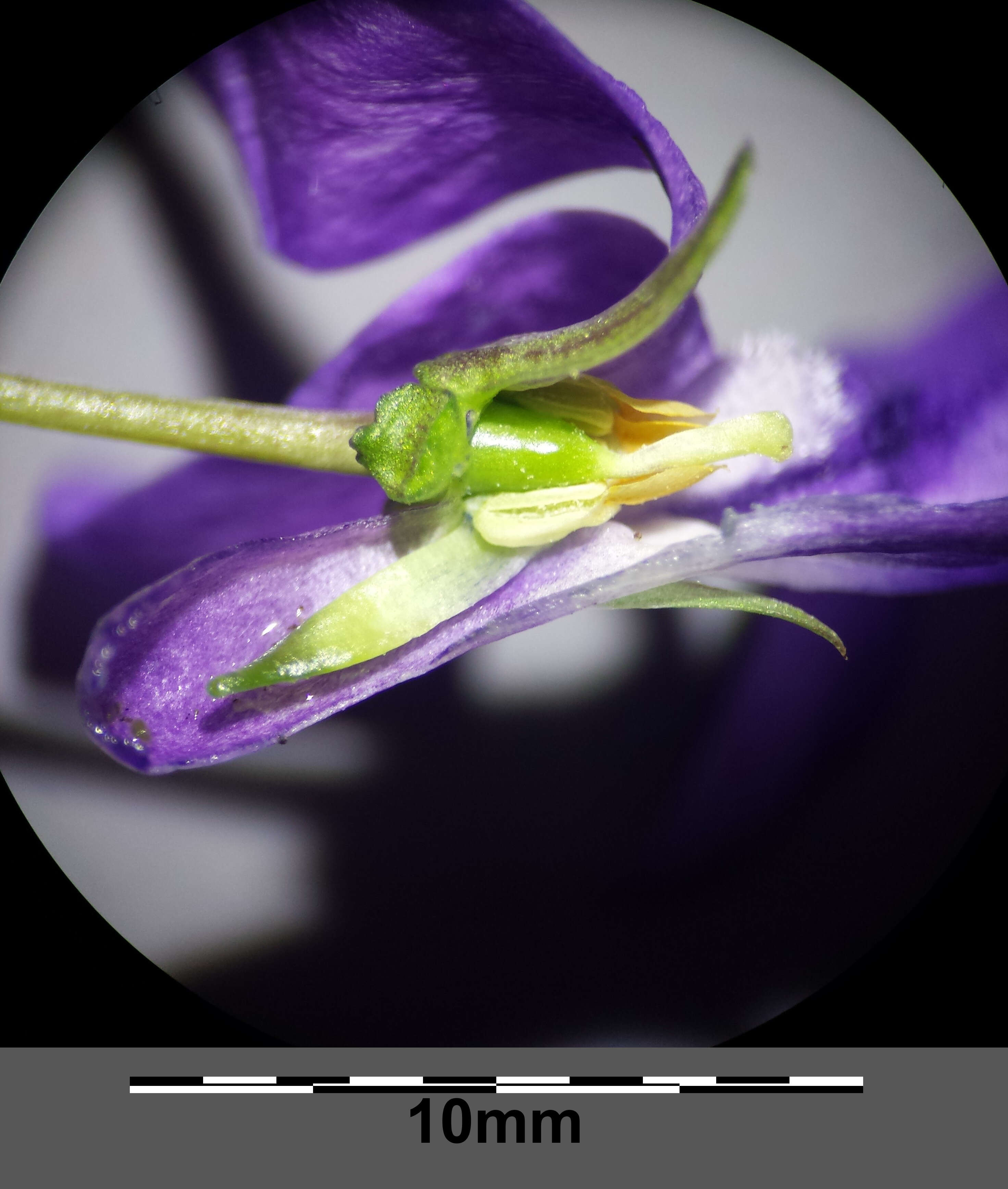 Image of early dog-violet